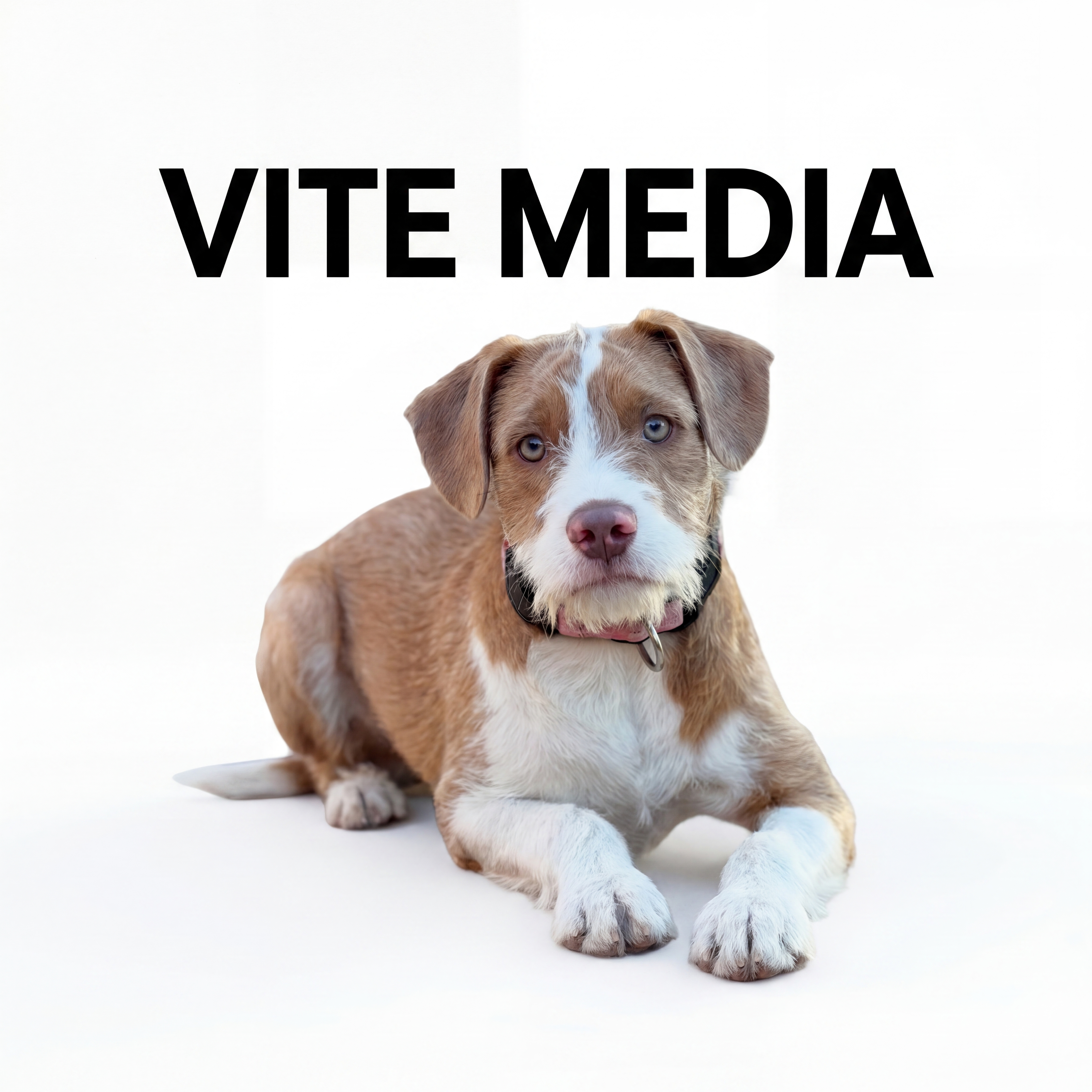 Vite.Media logo